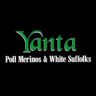 Yanta White Suffolk Stud 