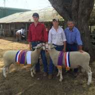 Clermont White Suffolk Stud 