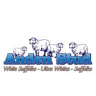 Anden White Suffolk Stud 